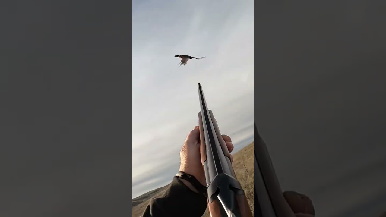 Going away shot, where do you point? #pheasanthunting #pheasant #hunting #birdhunting #birddog