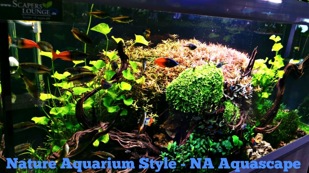Natureaquarium Aquascape by Balbi Vaquero  | Dragonskin Driftwood | Rotala H&lsquo;ra