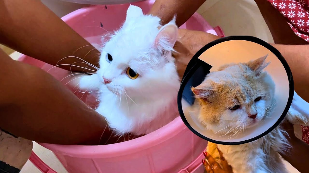 Chinchu Marupadiyum Pregnant ahhhh ! Shasha 🤦🏻‍♀️