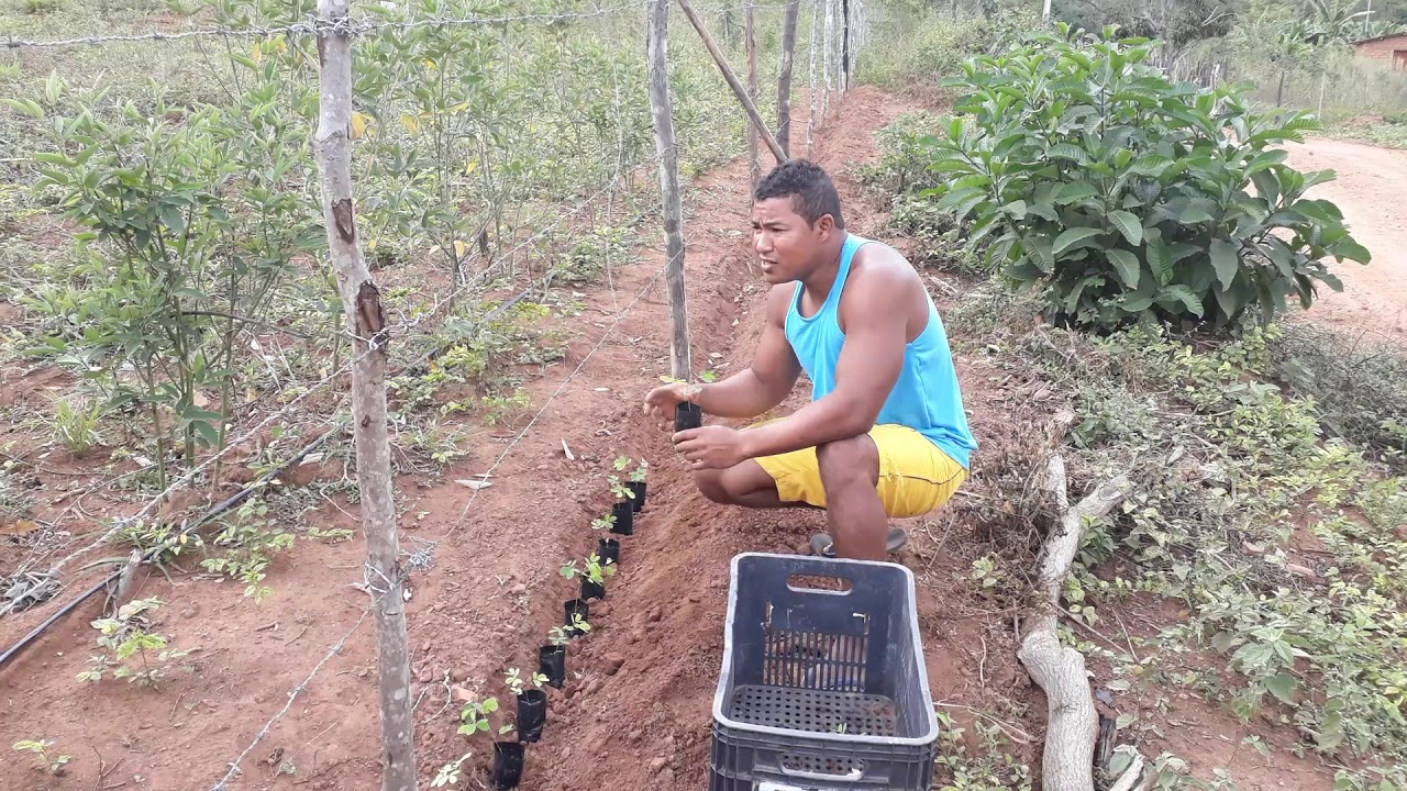 Sanção do campo (sabiá)