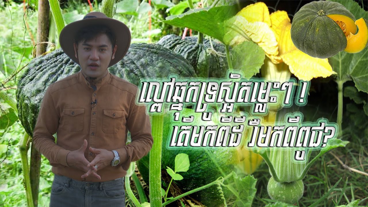កសិកម្ម និងអភិវឌ្ឍន៍ជនបទ| ល្ពៅឆ្នុកទ្រូស្អិតម្លេះៗ! តើមកពីដី រឺមកពីពូជ| Pumpkin [EPS52] 080423