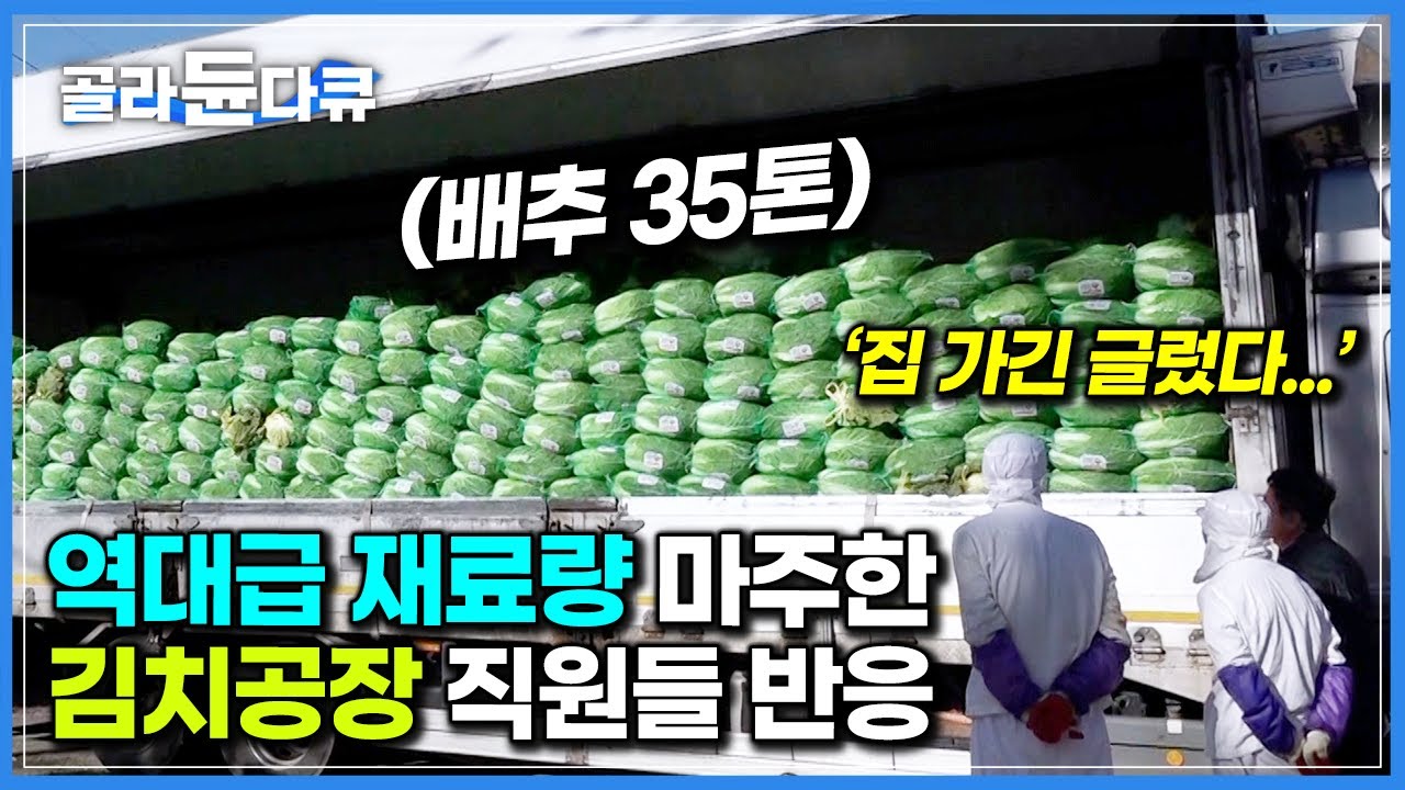 ‘평소 8배’ 김장철 특수 맞아 역대급 많이 들어온 배추에 할 말 잃은 김치 공장 직원들｜극한직업｜#골라듄다큐