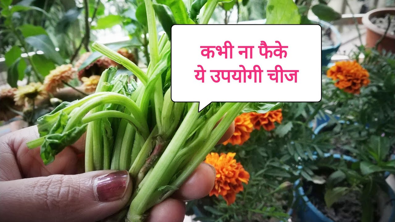 पौधो की पत्तिया रहेगी हरी, सुन्दर और स्वस्थ  कभी ना फैके ये चीज... Homemade Organic fartilizar