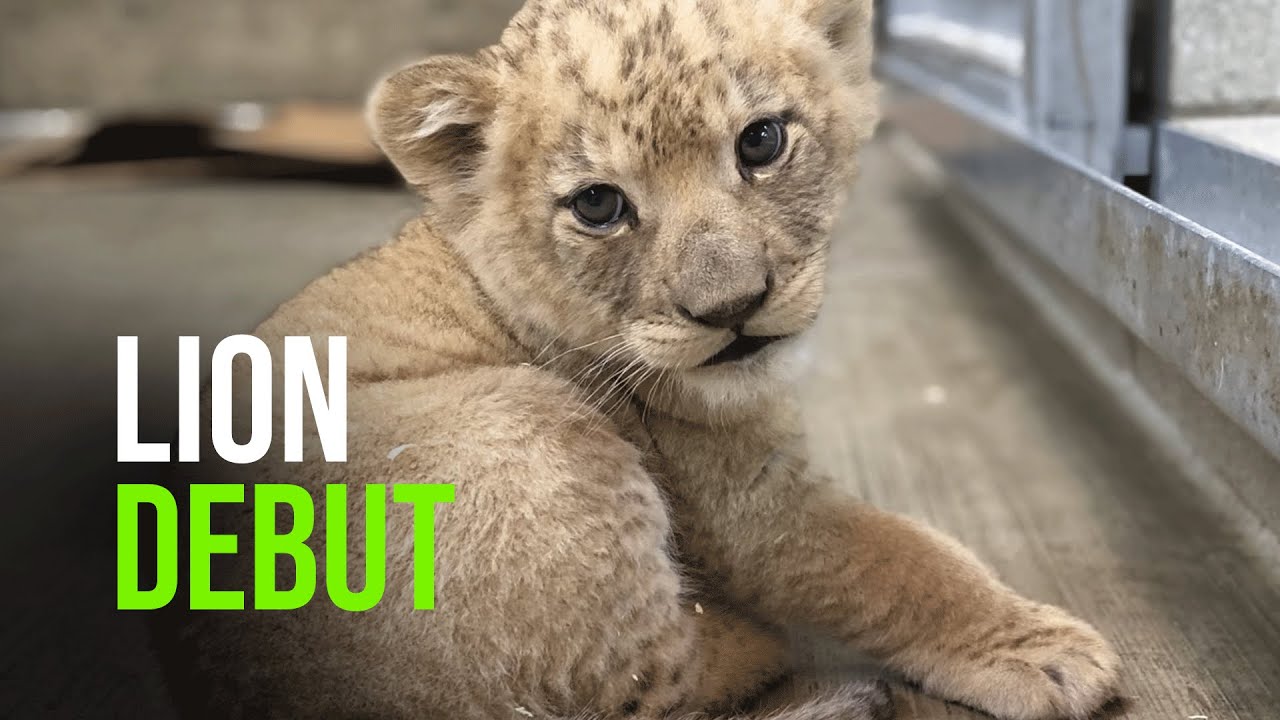 African Lion Cub Makes Debut at Lincoln Park Zoo