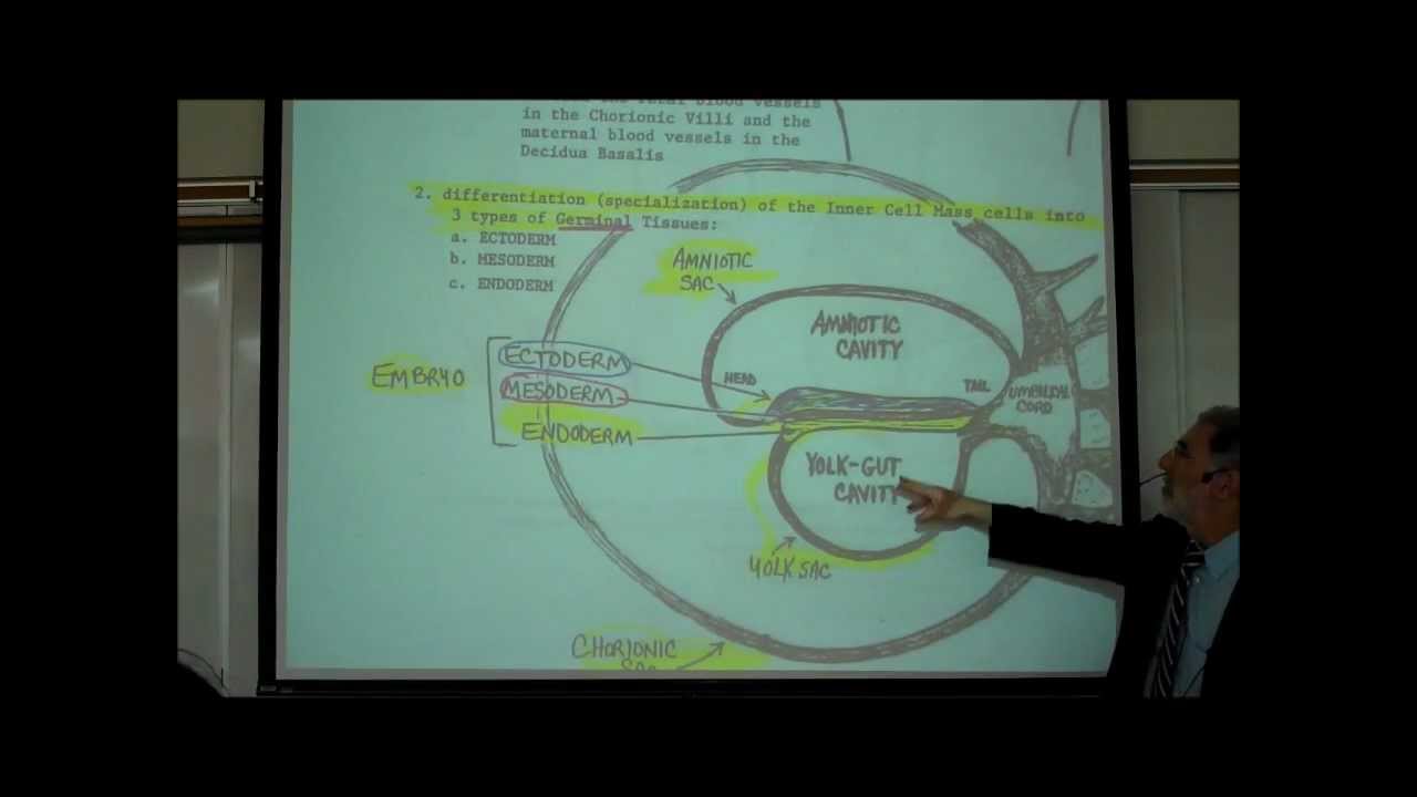 INTRO TO HUMAN EMBRYOLOGY; PART 1 by Professor Fink