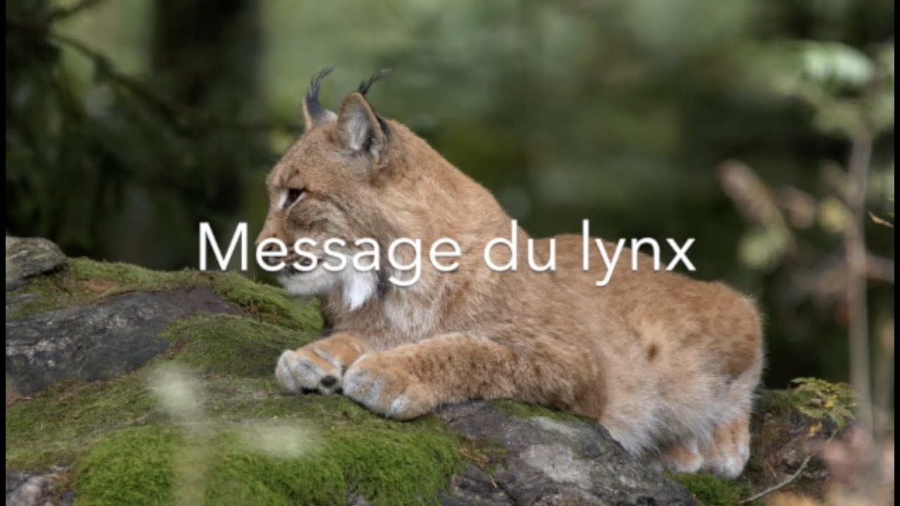 Message du lynx aux humains