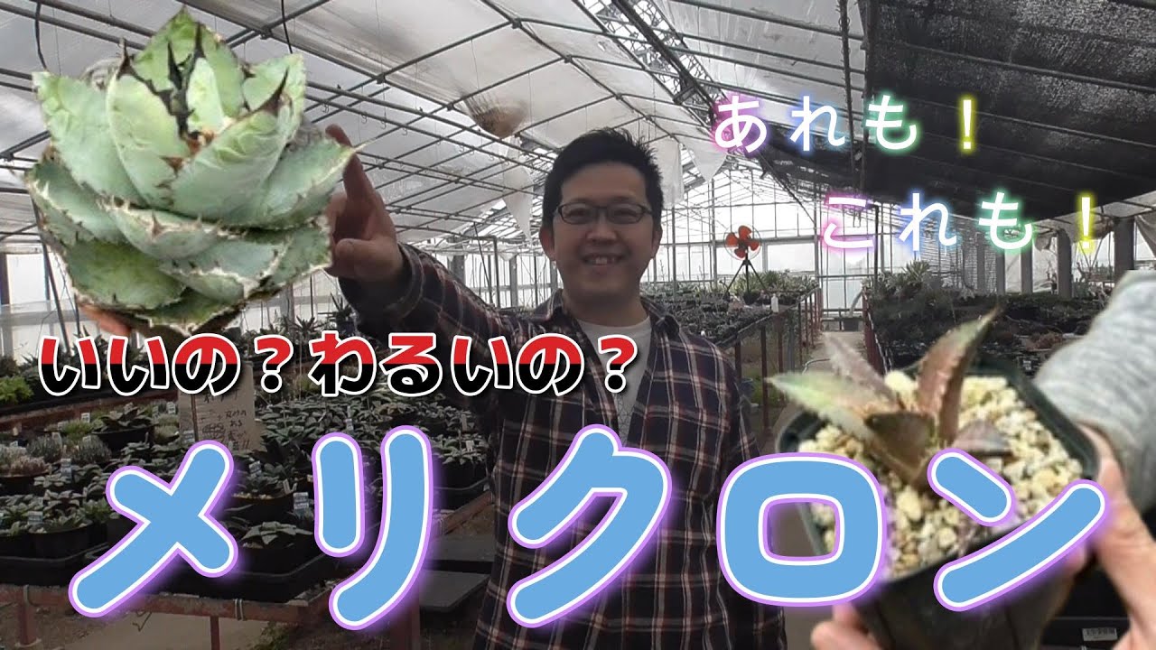 メリクロンってなに？【ハオルチア】【アガベ】