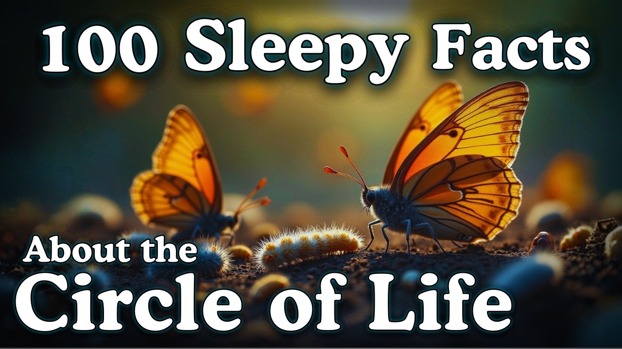 The Circle of Life &mdash; 100 Facts to Fall Asleep To &mdash; No Adverts