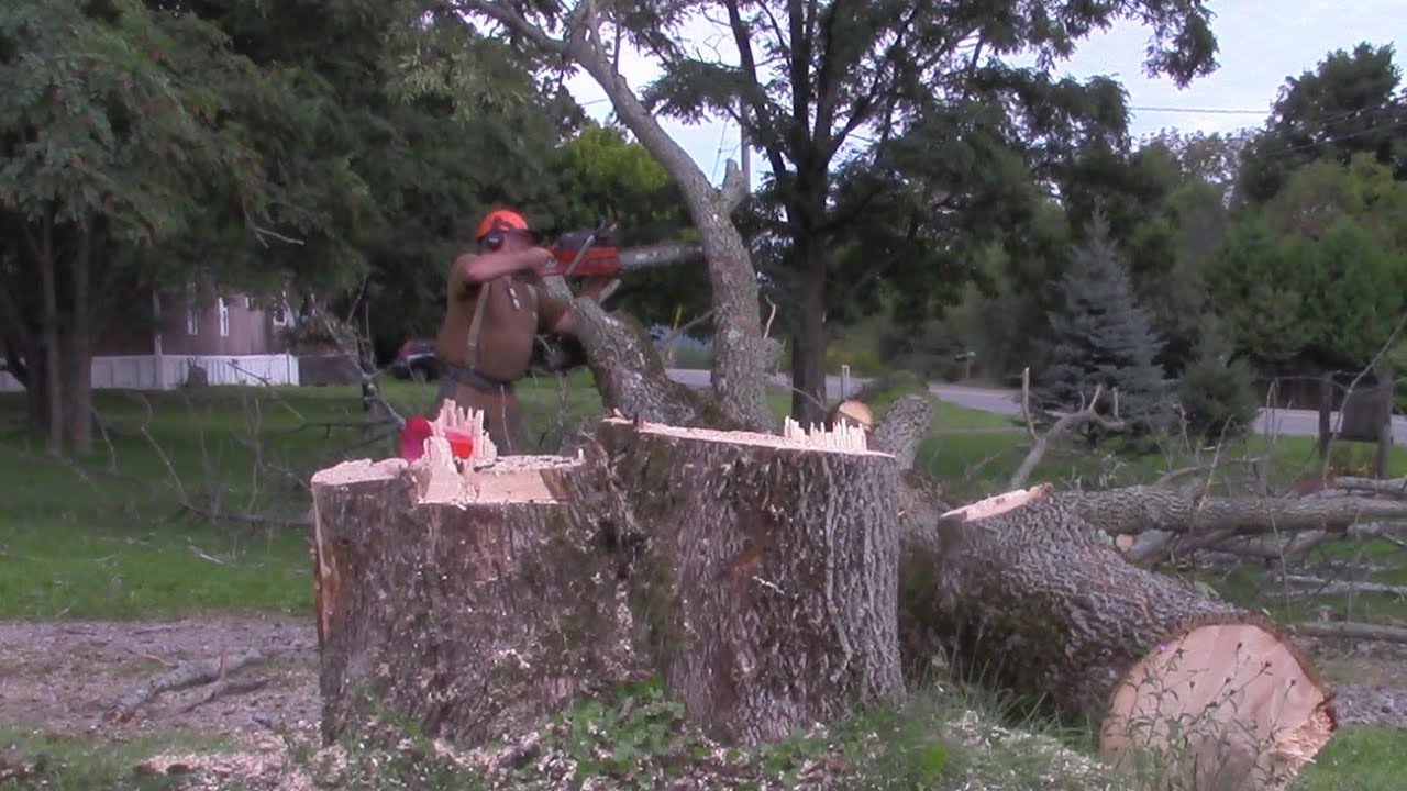 Holzfforma g395 vs. Large Ash Tree,  Another 