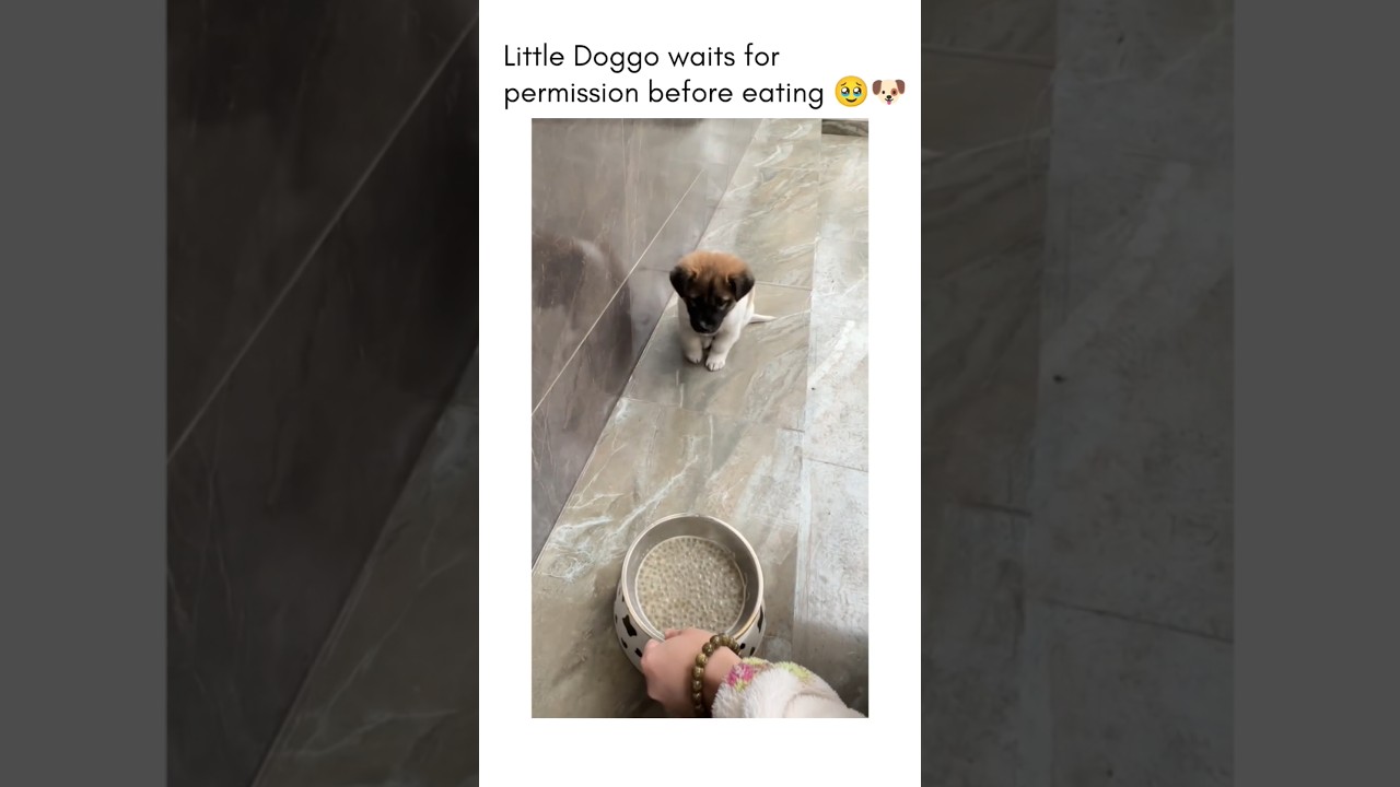 Cute dog waits for permission before eating 👍🐶❤ #shorts #dogs #cute
