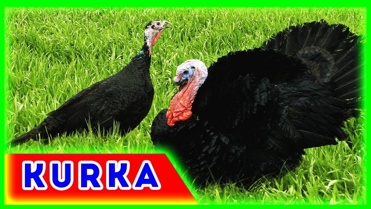 Kurka boqish biznesi