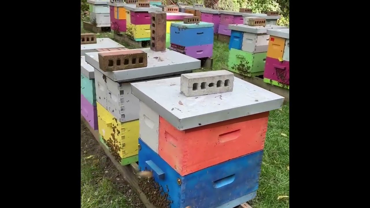 Fall Honey pull