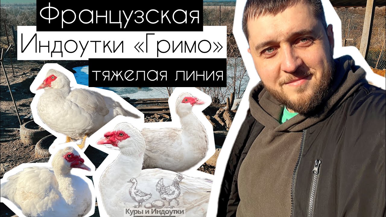 Индоутки &laquo;Гримо&raquo; французская тяжелая линия. В раннем возрасте КРУПНЫЕ СЕЛЕЗНИ И УТКИ🦆