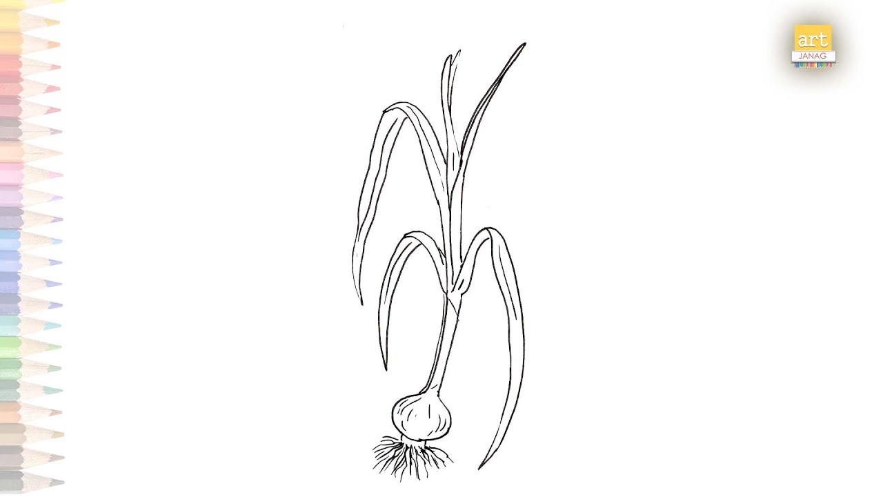Onion plant drawing | How to draw an Onion plant simply |Easy drawing videos | Drawing tutorials