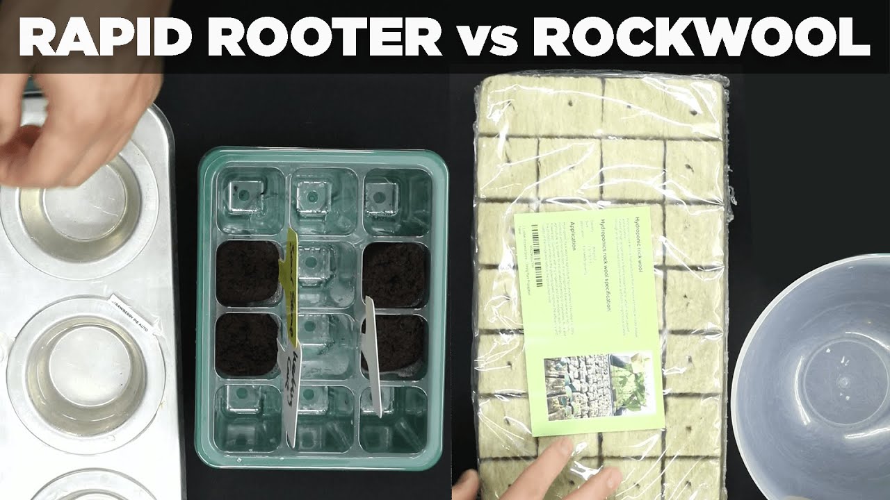 Rockwool cubes vs Rapid Rooters - Review and Comparison for Seed Plugs - Bro Science Experiment