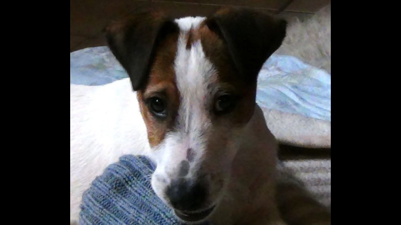 Foxterrierwelpe Benny 12 Wochen