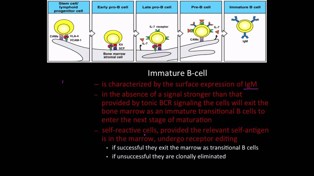 Immunology: B cell developmental signaling