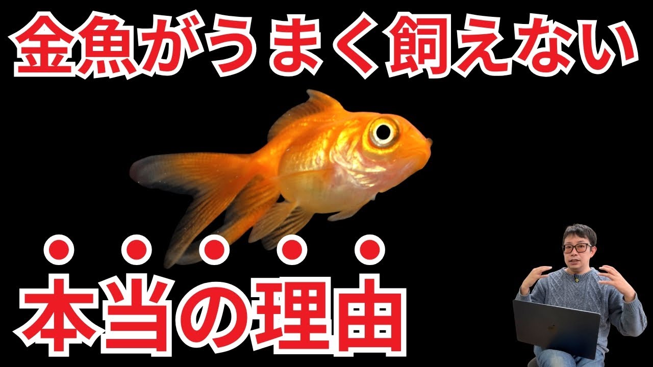 金魚が長生きしない