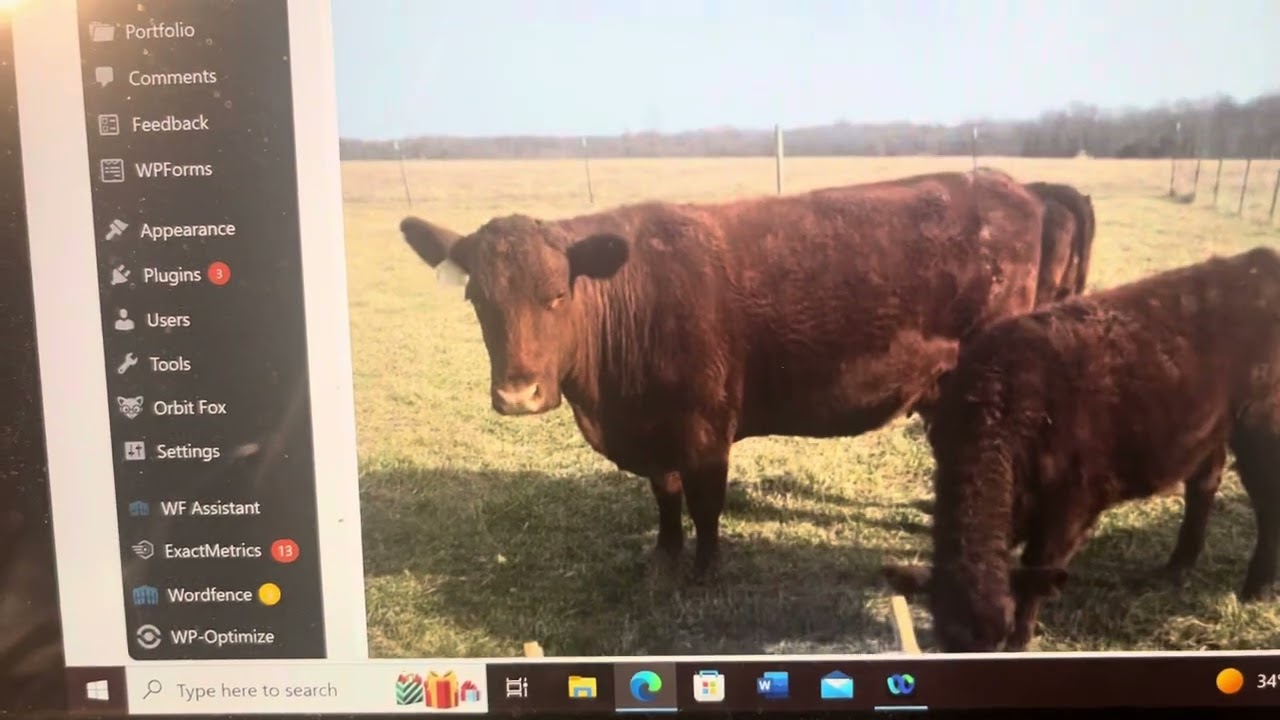 Need a good homestead milking cow? Two beautiful Red Devon pairs that are being hand milked.