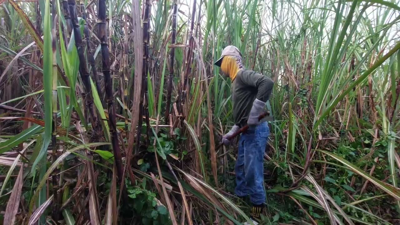 FREE DAY ! PROSES MERAWAT TANAMAN TEBU SEBELUM DI TEBANG MENJADI GULA