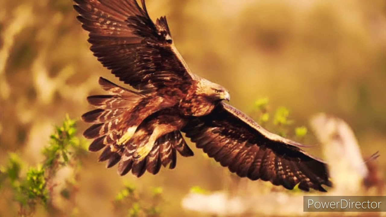 Agüila hermana llevame a volar  - Canto de Temazcal