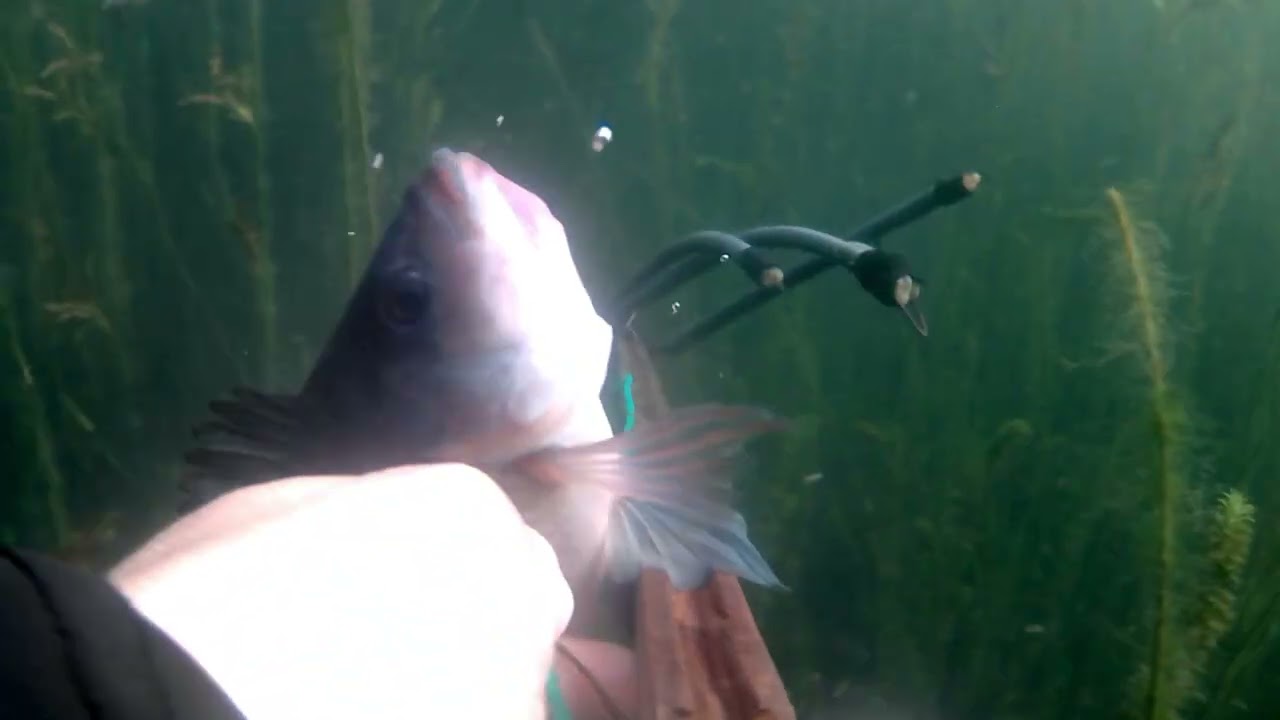 Pamamana ng Tilapia Sa Lawa ng Taal