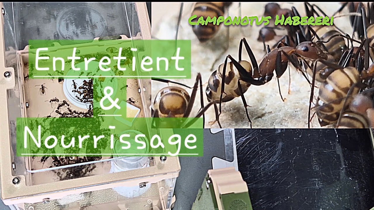 Entretient & nourrissage Ep2