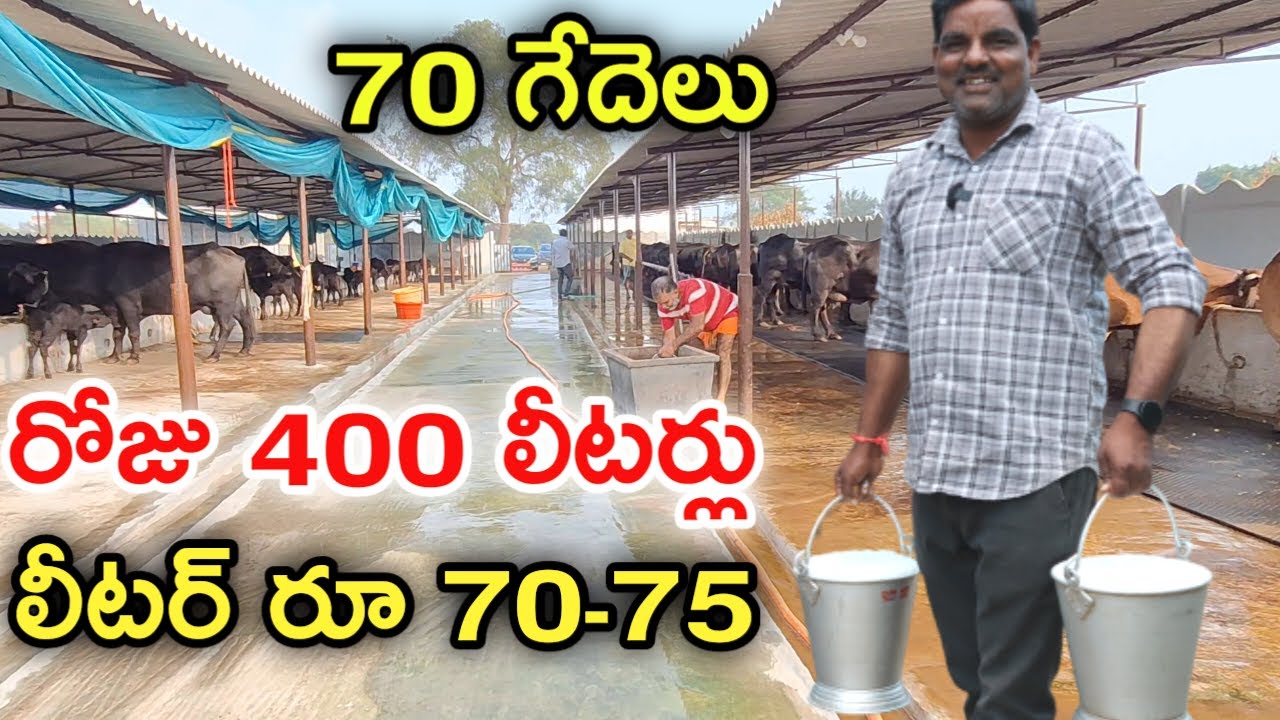 లీ