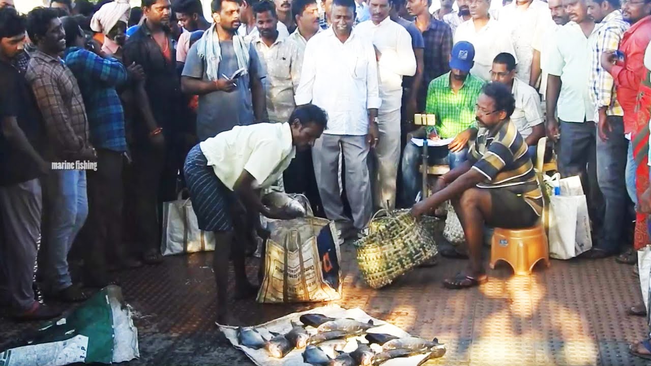 Pulasa Fish auction At yanam Fish Market And Price And cost Of pulasa Fish,Marine fishing