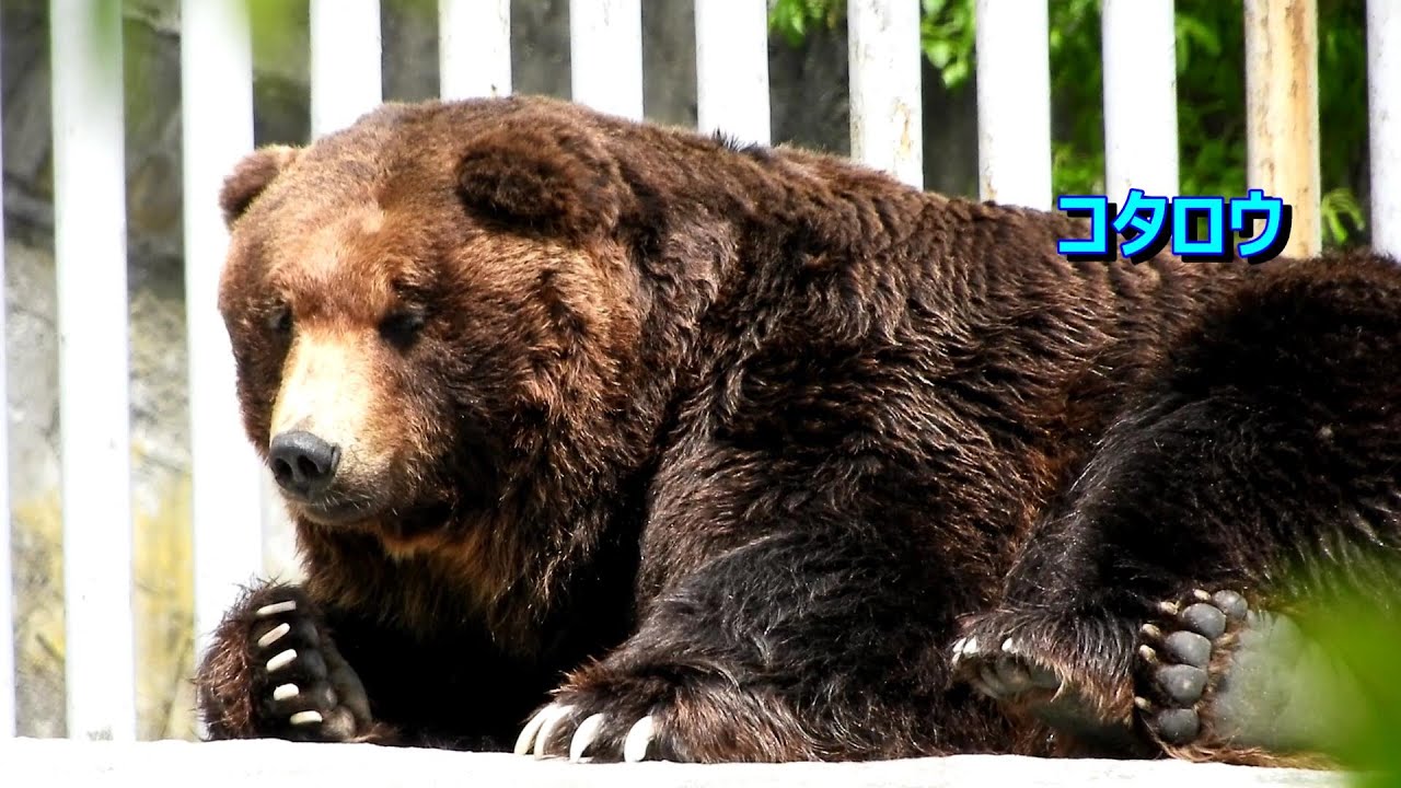【のぼりべつクマ牧場】　ヒグマをみたい ①