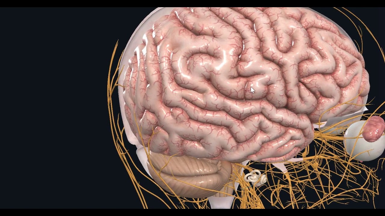 Teórico de sistema nervioso N°6a Cerebro. Dr Marcelo Busquets
