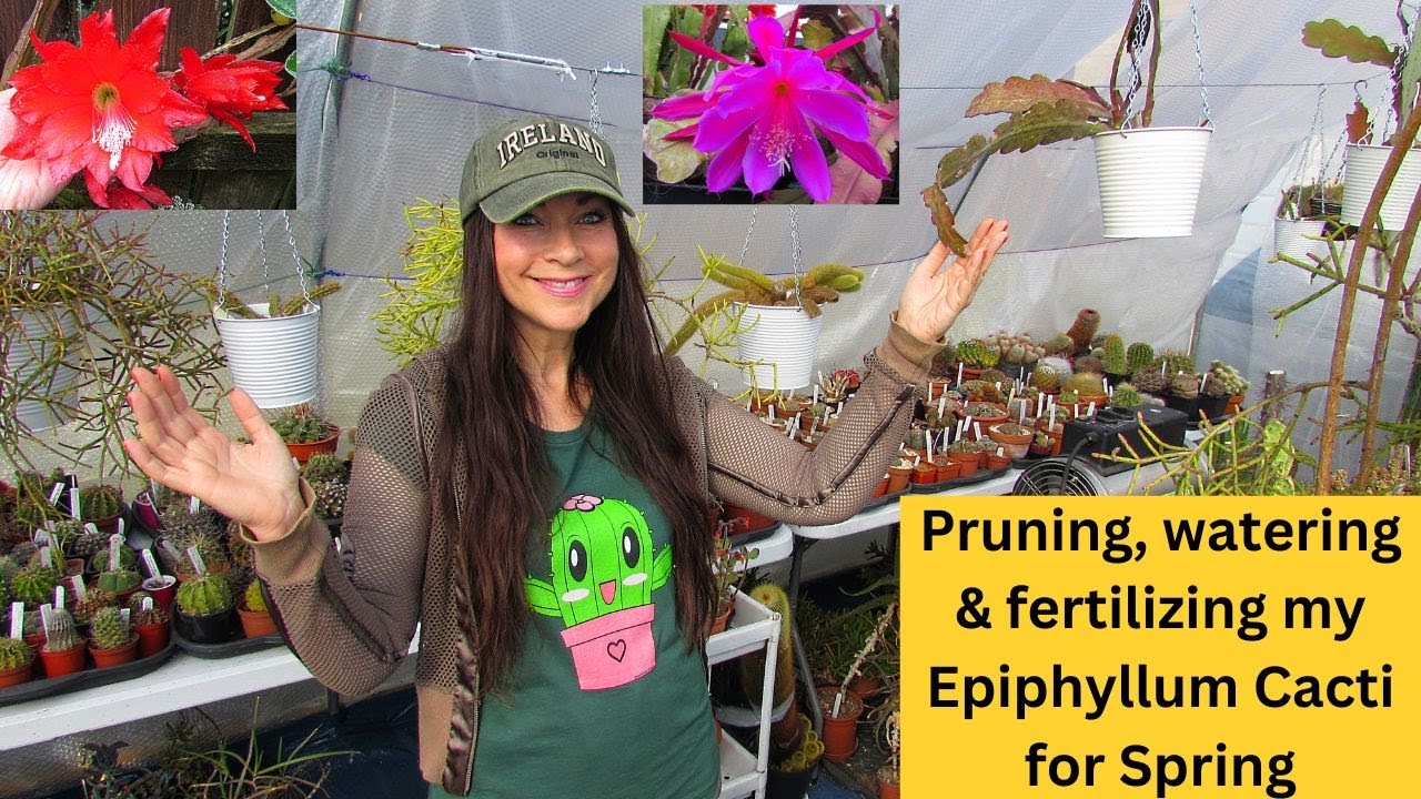 Pruning, Watering & Fertilizing My Epiphyllum Cactus Plants for Spring #cacti #cactus