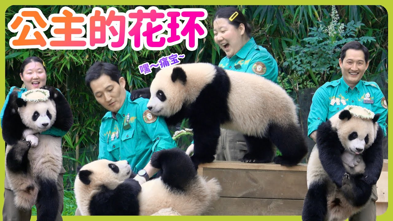 宝家族大熊猫日记-辉宝的身高之谜~ 圣熙 宋宝给睿宝辉宝准备了花环#에버랜드 #辉宝 #睿寶 #輝寶 #愛寶樂園 #熊貓 #大熊貓 #giantpanda #愛寶樂園 #ruibao #huibao