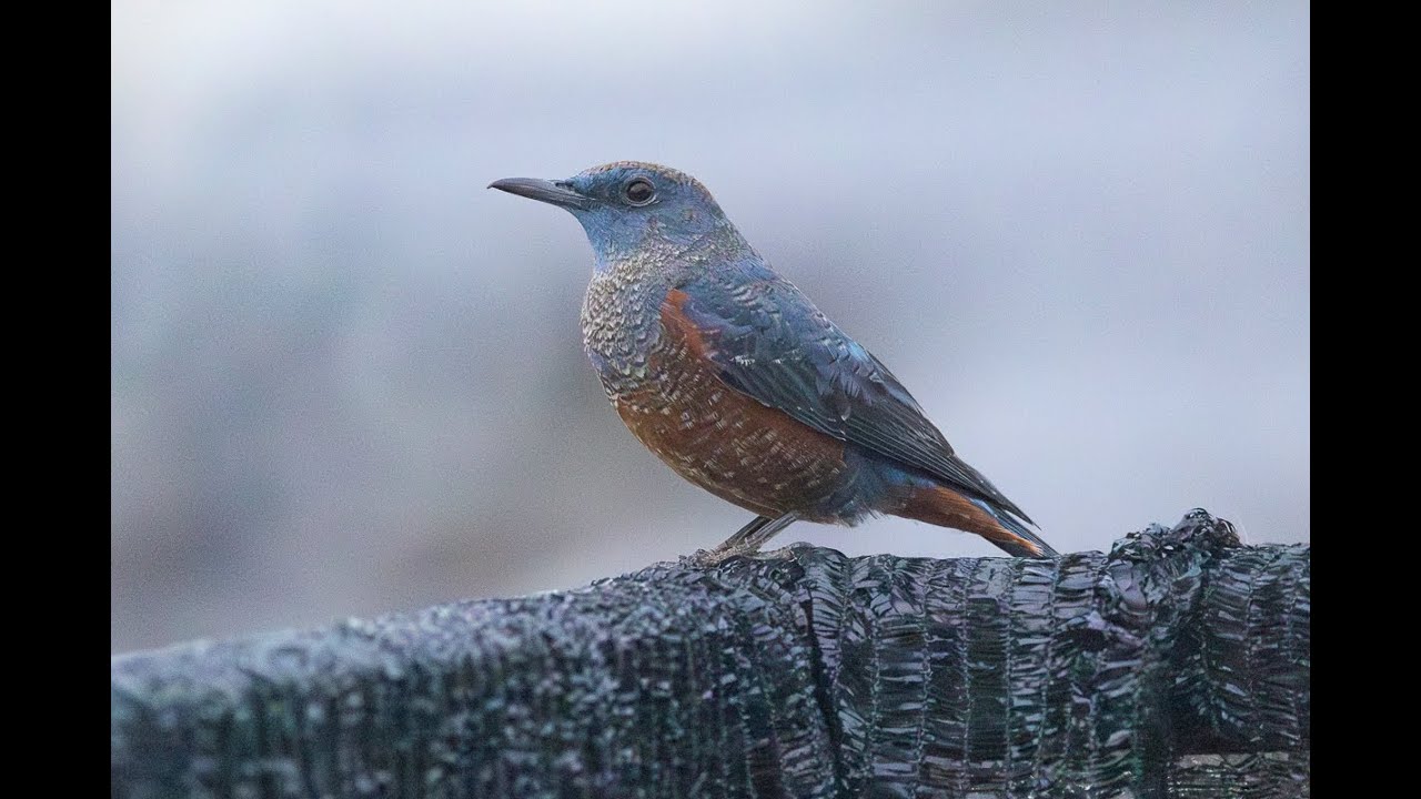 イソヒヨドリ　夕方のさえずり
