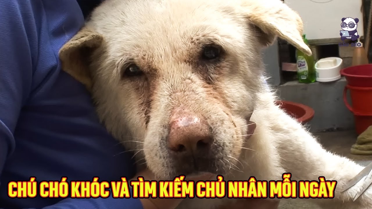 Chú chó khóc và tìm kiếm chủ nhân mỗi ngày mà không hay biết sự ra đi của cô ấy