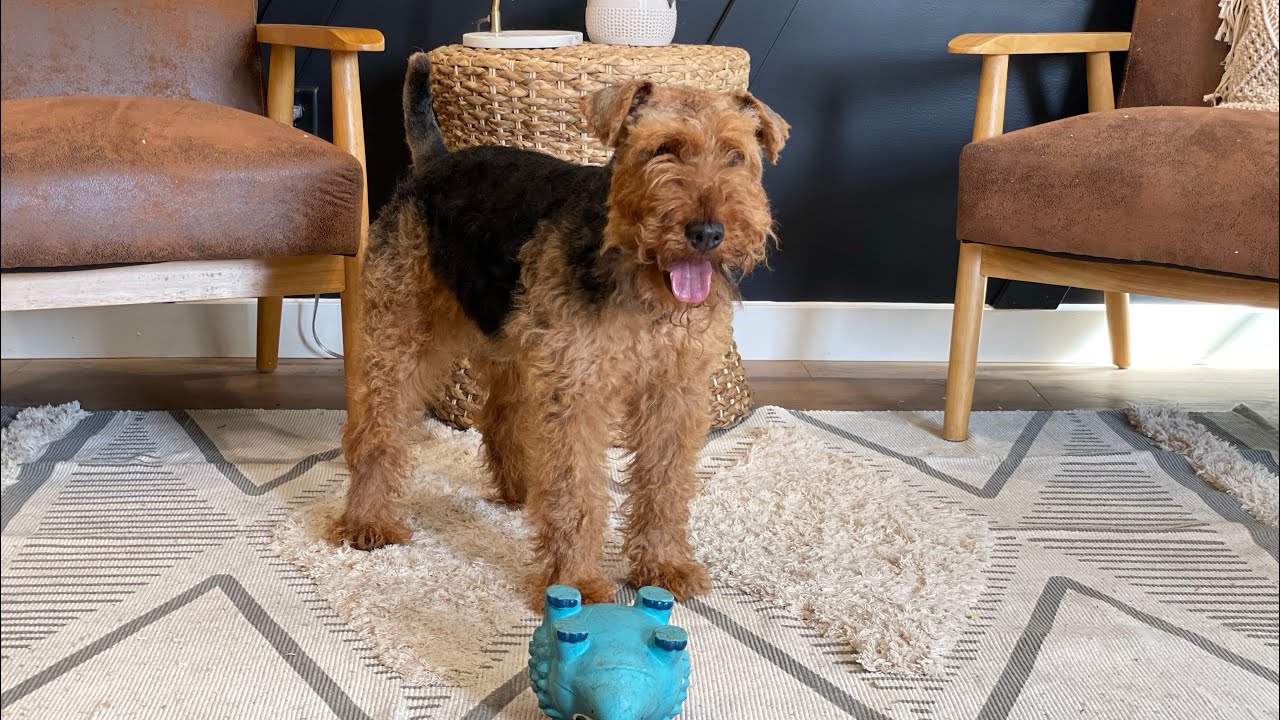 Iroh - Welsh terrier