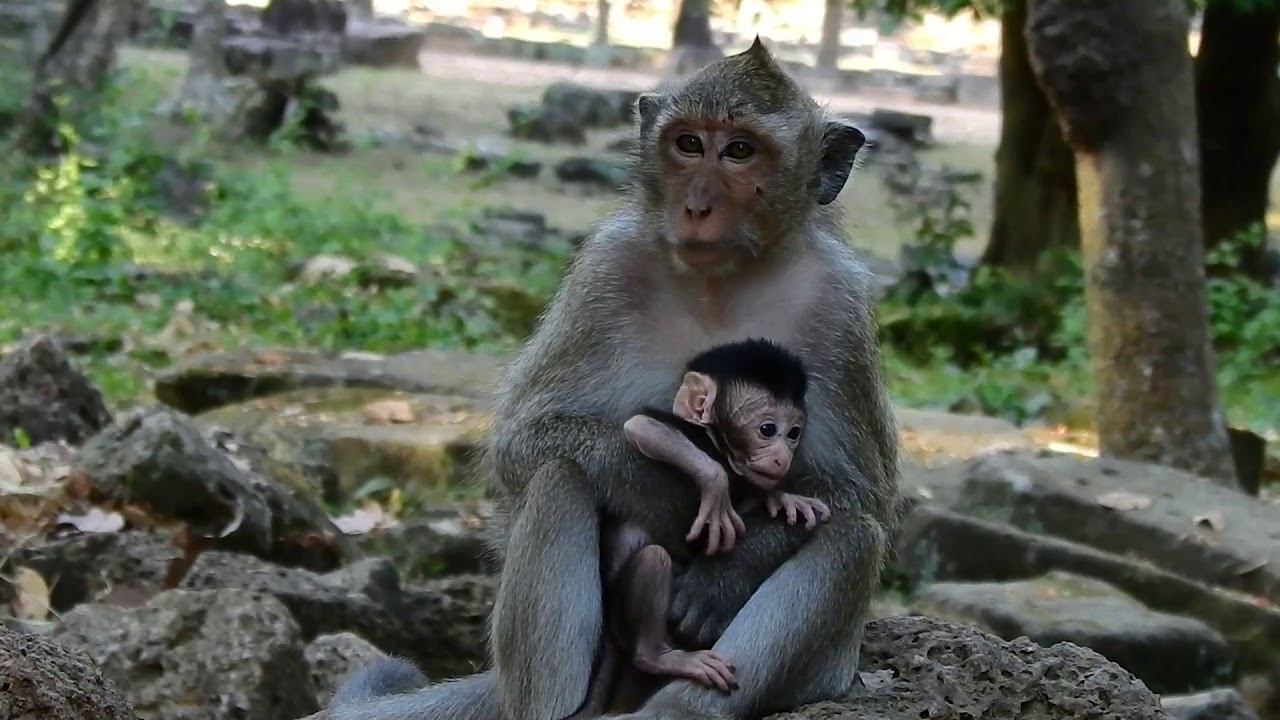 Adorable baby Delena monkey with mother DeeDee.