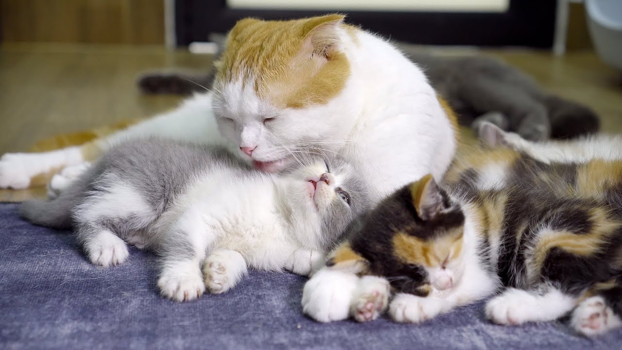 今まで全く知らない猫は自分の父だと気付いた子猫たち・幸せな家族になった