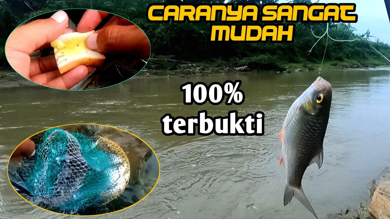 Cara paling mudah mancing ikan brek || Tawes sirip merah terbukti langsung strike (ini umpannya)