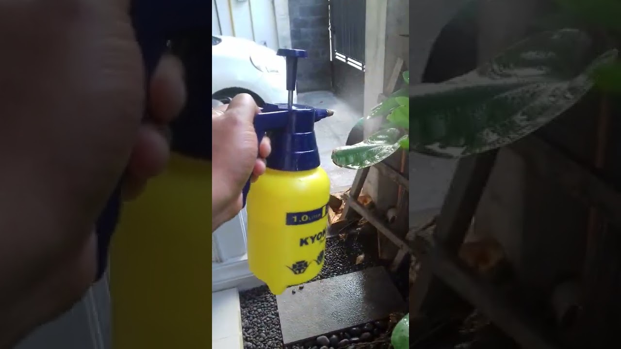 Kyokan spray