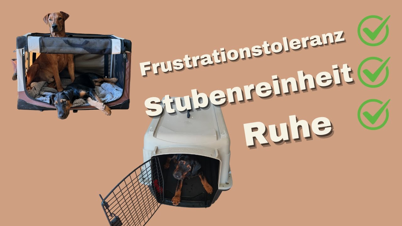 Die Hundebox: Ein Game Changer f&uuml;r deinen Welpen