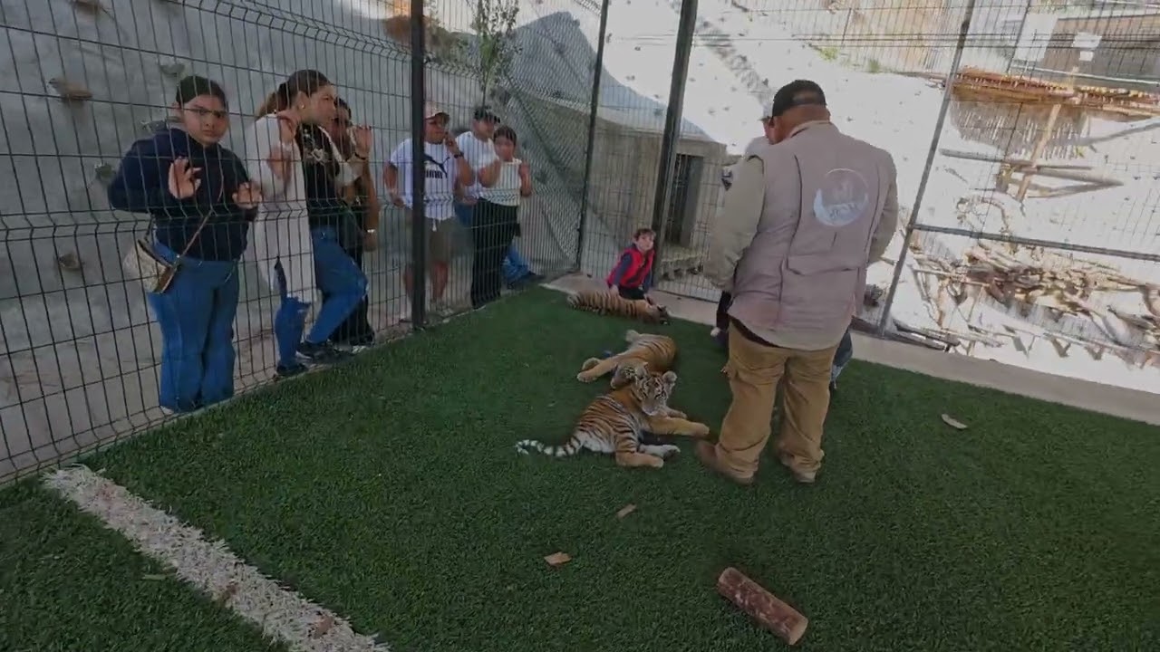 aria con tigres cachorros