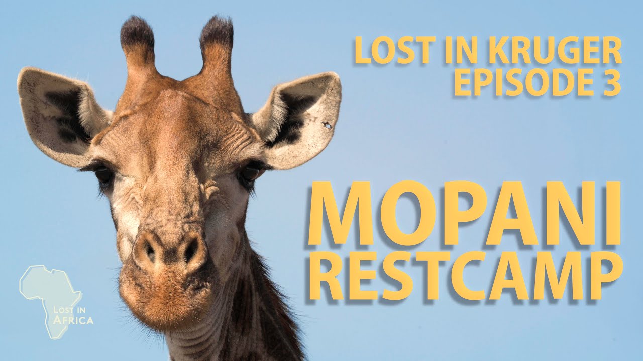 MOPANI Hyenas, a Lion, and Corrupt Hard Drives - Lost in Kruger Episode 3
