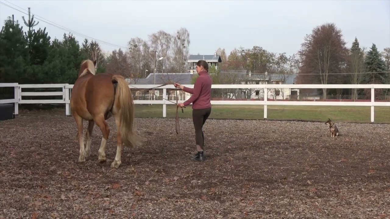 Developing collection on the lunge (Minor Nov 2022)
