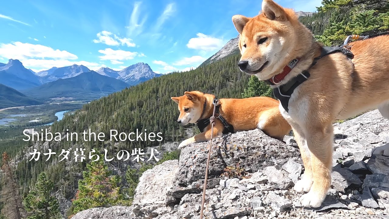 ロッキーの岩場を登り切り、ドヤ顔で景色を眺める柴犬の姉弟。【4K】カナダ海外生活