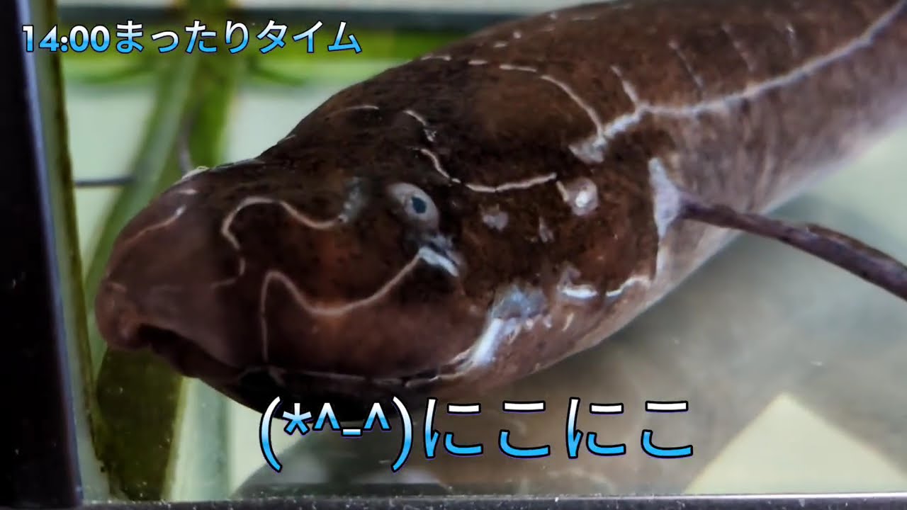 【ぬいさんちの肺魚】1日のルーティン