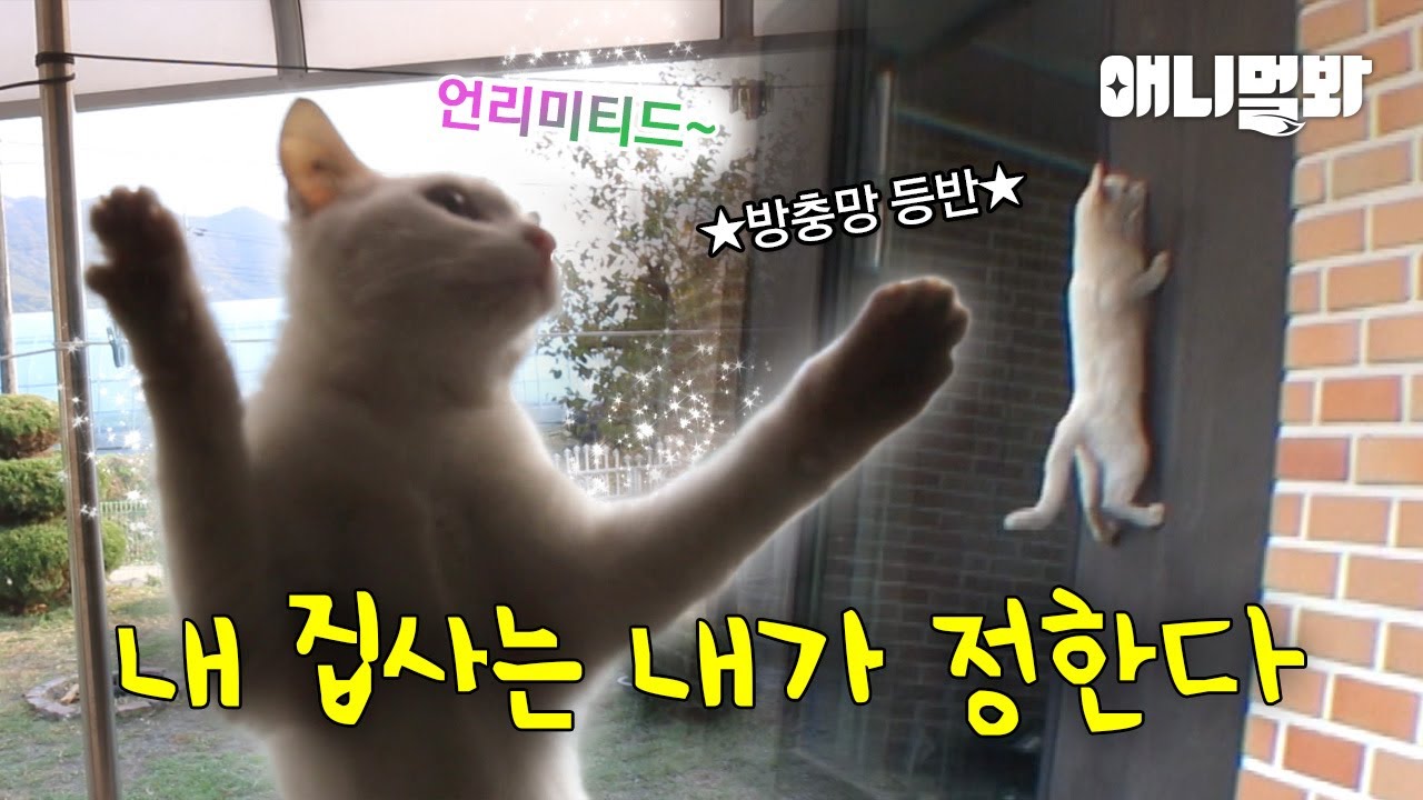 우리 집에 찾아와 간택 시위(?)하는 아기 고양이😼 I 