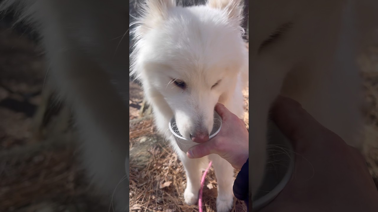 Как завоевать доверие волкособаки в лесу