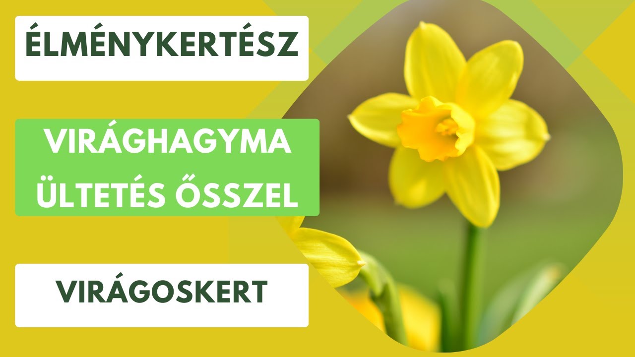 Virághagymák ősszel.🧅 Nem kell sietni, egyből a szeptemberi melegben még nem kell elültetni.🌷🪻
