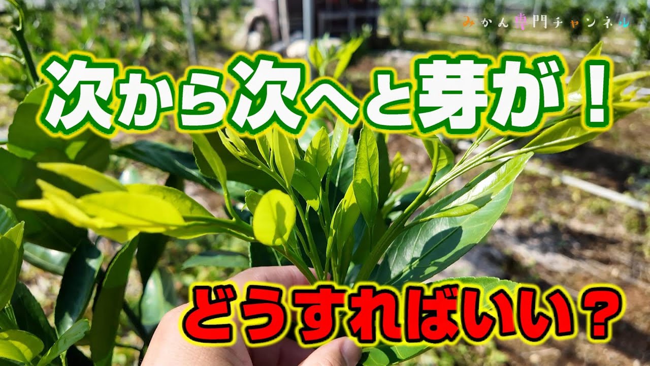 【9月中旬】みかんの苗木を育てるための、芽かぎのやり方！